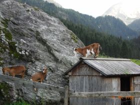 Dachstein Ursprungsalm 006.jpg