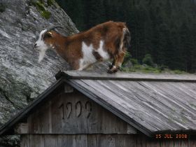 Dachstein Ursprungsalm 007.jpg
